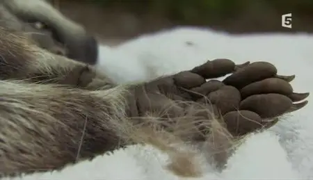 (Fr5) Ratons laveurs, ratons voleurs (2012)
