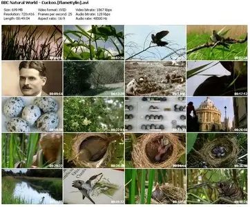 BBC Natural World - Cuckoo (2009)