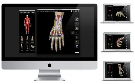 Hand and Wrist Pro III with Animations v3.2.2 Mac OS X