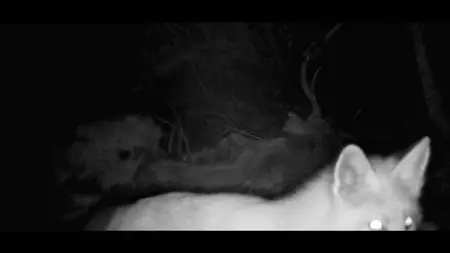 PBS Nature - WILLOW: Diary of a Mountain Lion (2025)