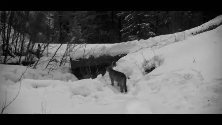 PBS Nature - WILLOW: Diary of a Mountain Lion (2025)