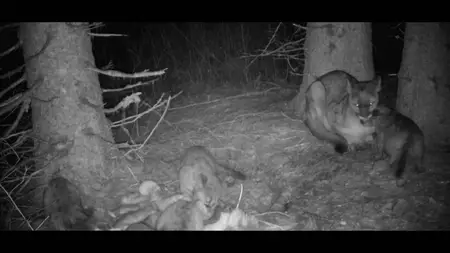 PBS Nature - WILLOW: Diary of a Mountain Lion (2025)