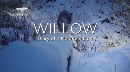PBS Nature - WILLOW: Diary of a Mountain Lion (2025)