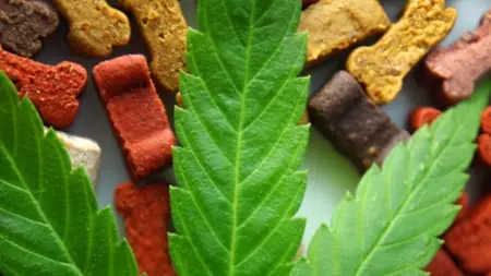 Managing Anxiety In Rescue Dogs With Cbd