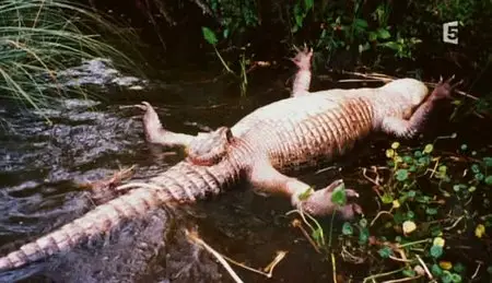 (Fr5) Alligators, les zombies du lac (2011)