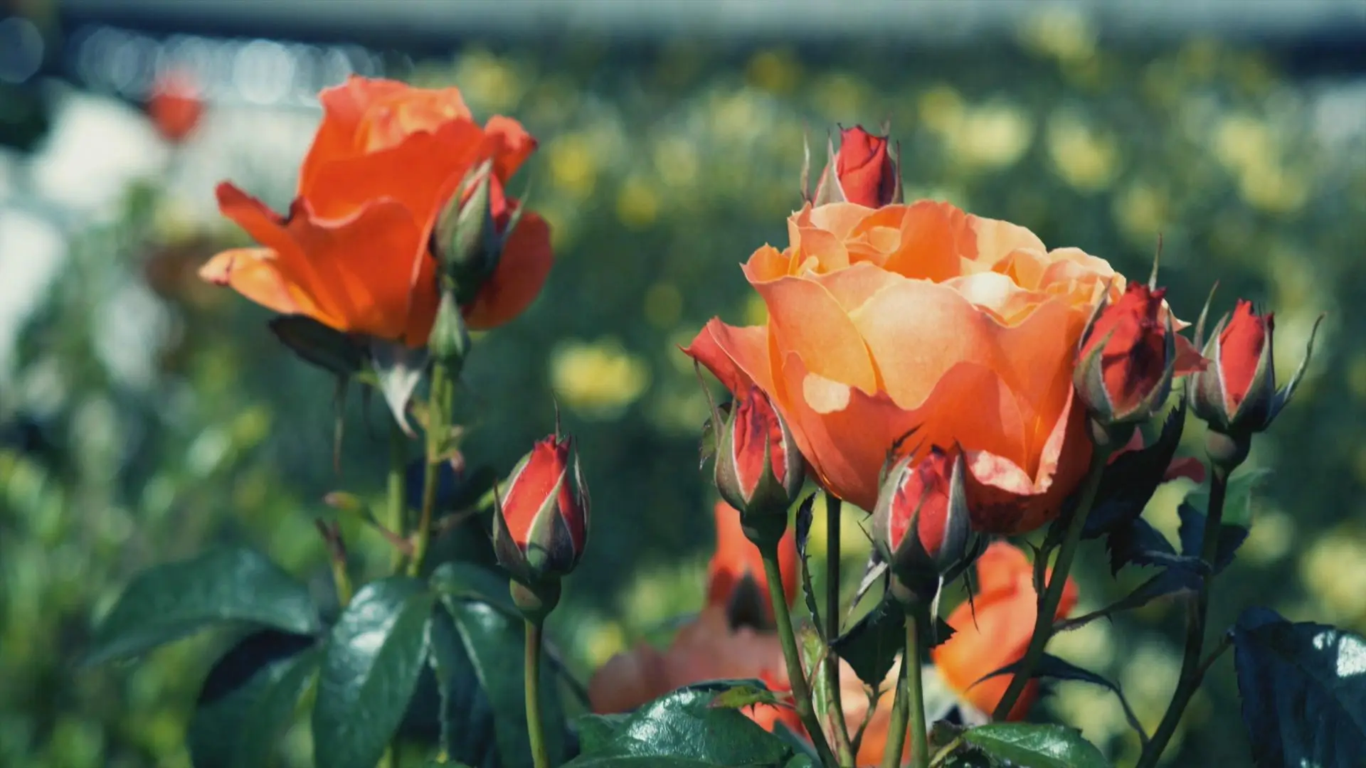 агапантус твистер. экзотические цветы. цветы гиф. цветы 2008. цветы 2008.