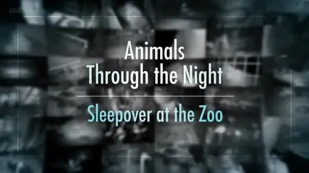 BBC - Animals Through the Night: Sleepover at the Zoo (2014)