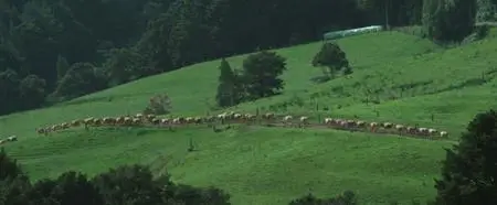 Bellbird (2019)