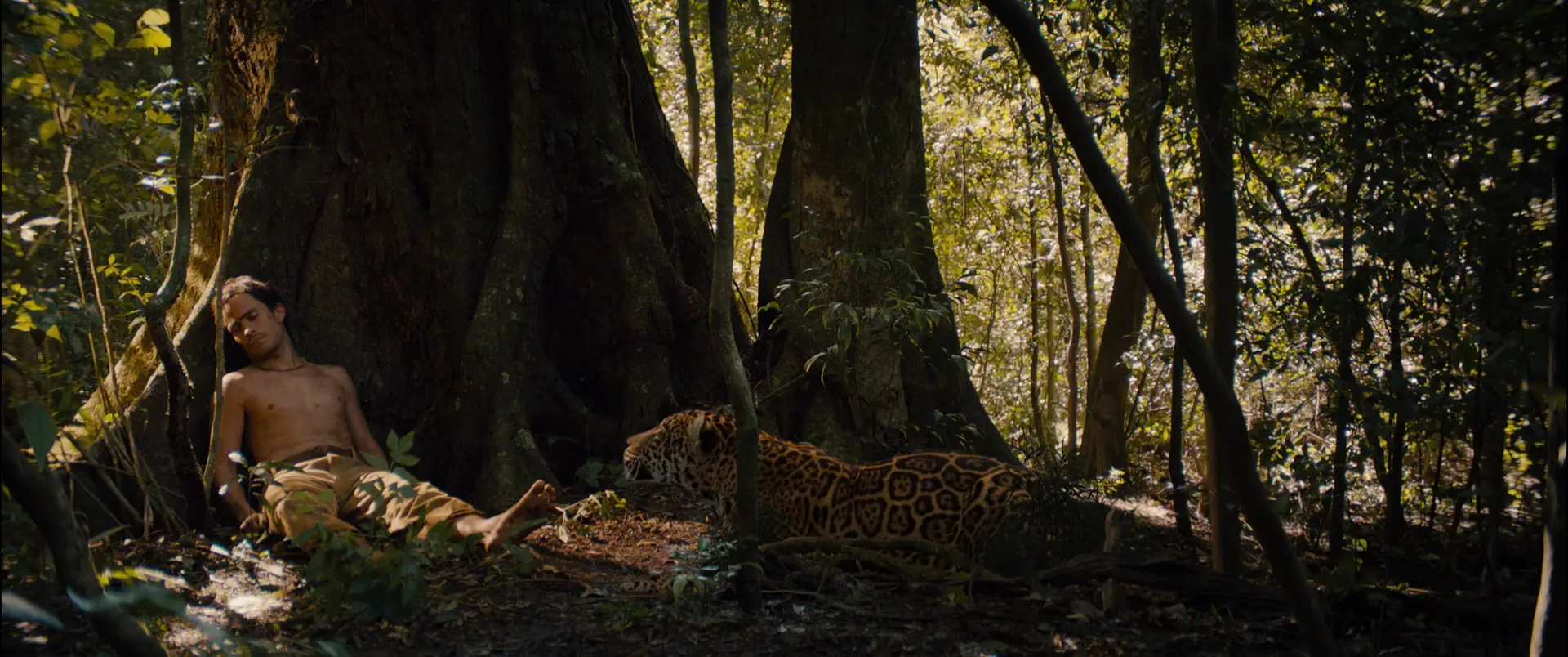 Дики люди видео. Хозяин джунглей (2014). Хозяин джунглей | el Ardor. Алиси Брага хозяин джунглей.