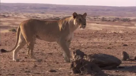 Planet Earth - Natural World: Desert Lions (2010)