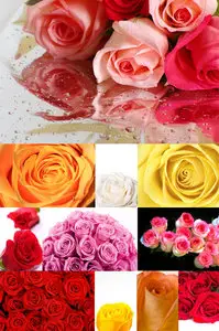 Roses