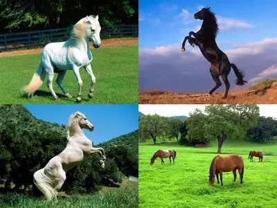 Horses Wallpapers