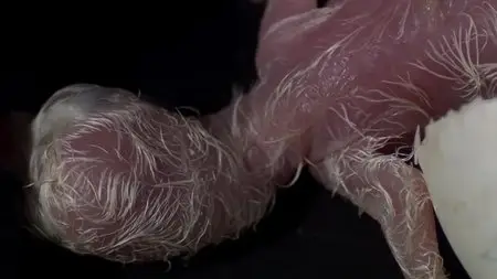 BBC - Natural World: Super Powered Owls (2015)