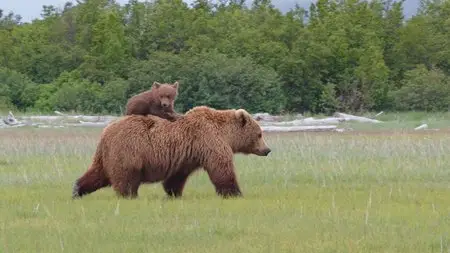 DisneyNature: Bears / Медведи (2014)