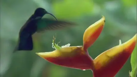 Nature: Extraordinary Birds (2010)