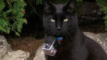 BBC Horizon - Little Cat Diaries (2013)