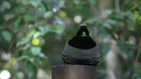 Outrageous Acts of Science S09E06