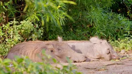 Amazing Pigs (2019)