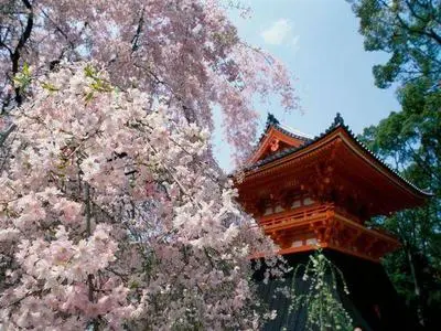 Wallpapers Japan