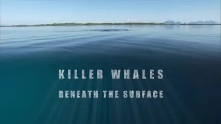 BBC Natural World - Killer Whales: Beneath the Surface (2013)