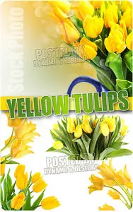 Yellow tulips - UHQ Stock Photo