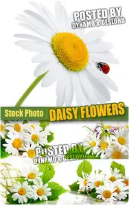 Daisy flowers - UHQ Stock Photo