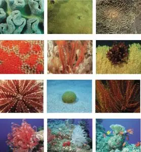 Sozaijiten Vol 35 Corals & Marine creatures