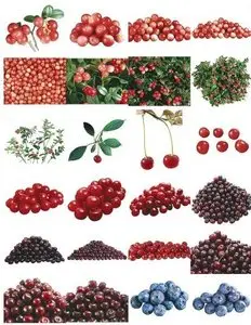 Clipart – Berries