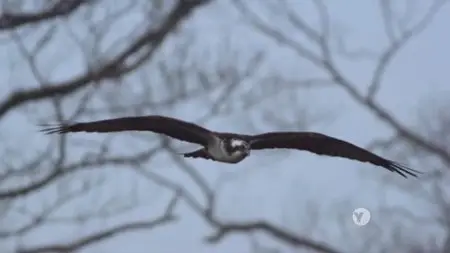 PBS Nature - Animal Homes: The Nest (2015)