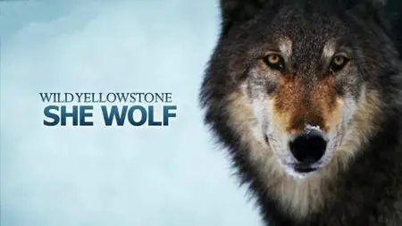 National Geographic - Wild Yellowstone: Series 1 (2015)