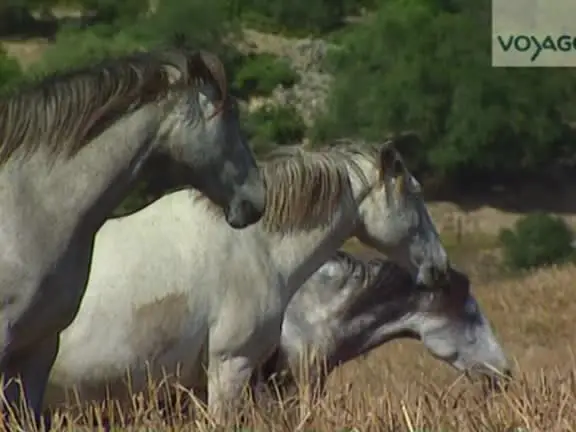 (Voyage) Andalousie, l'heure du Flamenco (2012)