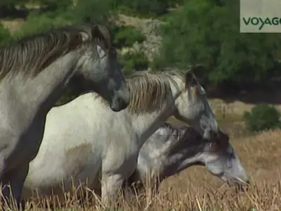 (Voyage) Andalousie, l'heure du Flamenco (2012)