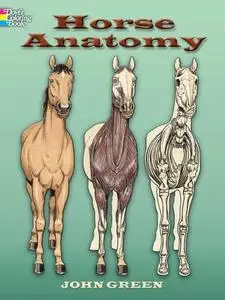 Horse Anatomy (repost)