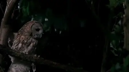 BBC - Natural World: Super Powered Owls (2015)