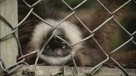 BBC Natural World Pack (2009)