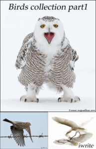 Birds collection part1