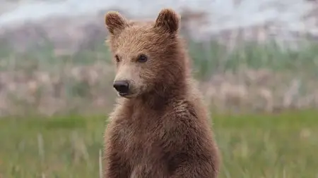 DisneyNature: Bears / Медведи (2014)