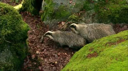 PBS Nature: - Wild France (2015)