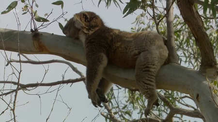 ITV - Wild Australia with Ray Mears Series 1 (2016)