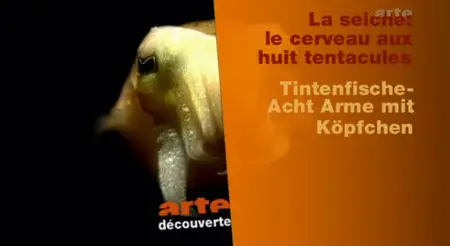 La seiche : le cerveau aux huit tentacules