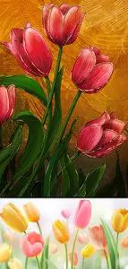 2 Sources - Touch of Tulip