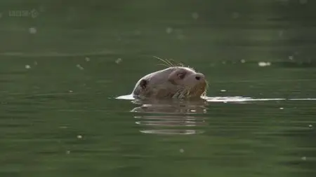 BBC - Natural World: Giant Otters of the Amazon (2013)