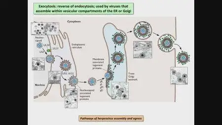 Coursera - Virology I - How Viruses Work