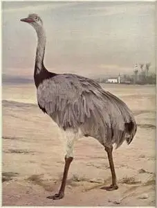 «Birds Illustrated by Color Photography, Vol. 3, No. 5» by Various