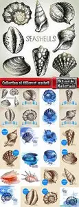 Collection of different vector picture painted seashell sink