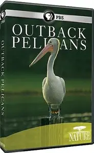 PBS - Nature: Outback Pelicans (2011)