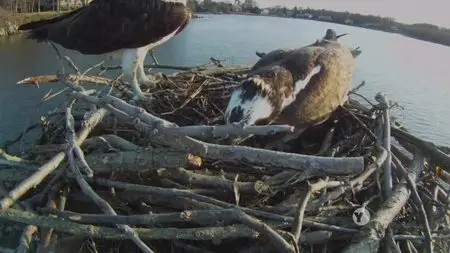 PBS Nature - Animal Homes: The Nest (2015)