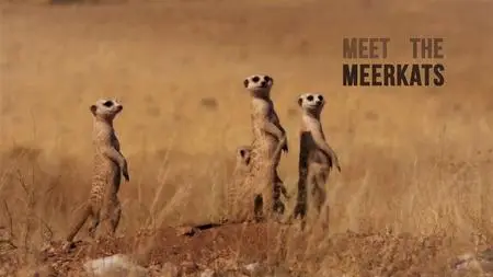 DocLights - Meet the Meerkats (2020)