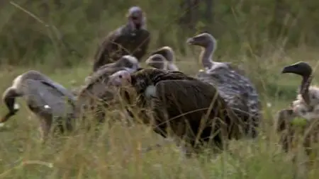 BBC Natural World - Vultures: Beauty in the Beast (2014)