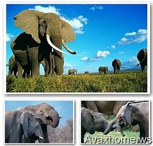 100 Amazing Elephants